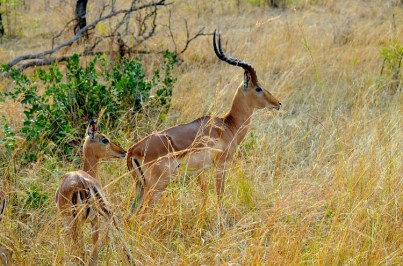 gazelle-2529507_1280 B